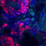 Biomass produced with the ELAN® system