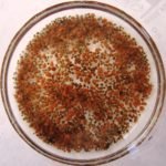 Anammox granules, the basis on which ELAN® technology is based